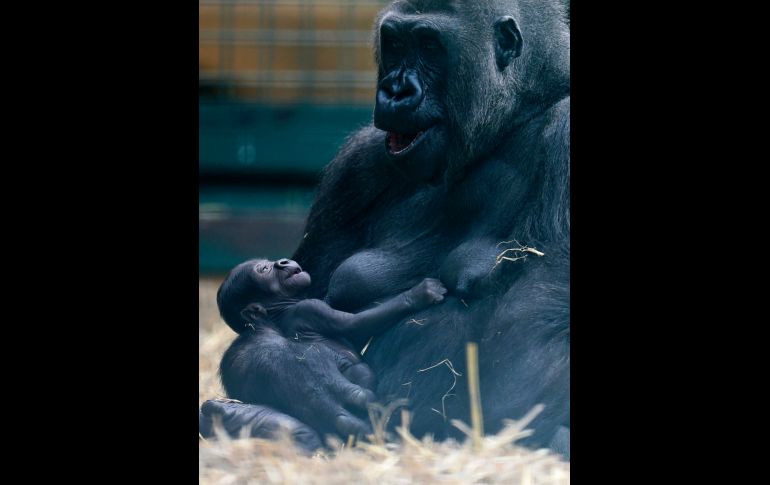 Un bebé gorila de tierras bajas es abrazado por su madre, Dihi, en el parque de vida silvestre Howletts cerca de Canterbury en Inglaterra. El parque es el criador más exitoso en el mundo de las especies en peligro de extinción. AP / G. Fuller