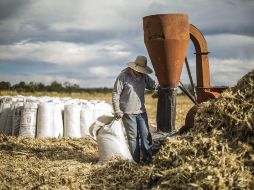 El PIB de las actividades relacionadas con el sector servicios avanzó 1.1%; y el de las agropecuarias e industriales creció 0.9%, de manera individual, frente al trimestre anterior. EL INFORMADOR / ARCHIVO