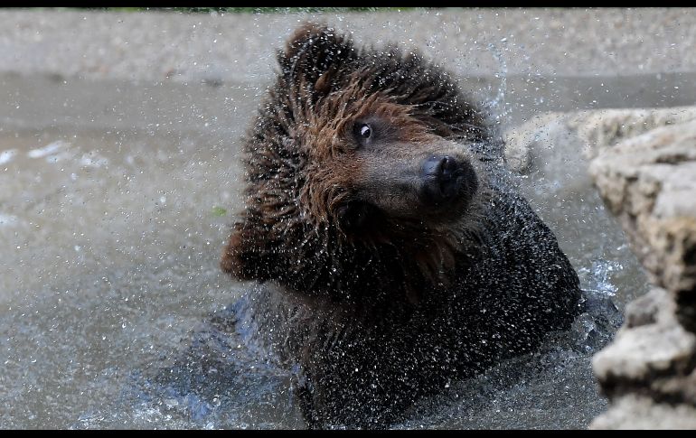 Un oso juega en su recinto del zoológico Bioparco en Roma, Italia. El sitio acogió a tres osos maltratados provenientes de Albania, como parte de un acuerdo de colaboración. AFP/T. Fabi
