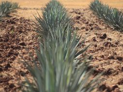 América del Norte continuará siendo elemental para la expansión del tequila. EL INFORMADOR/ARCHIVO