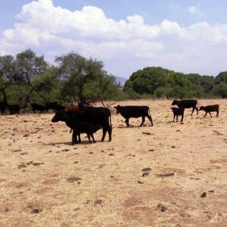 Incautan otros cuatro ranchos de César Duarte