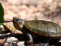 Fotogalería: Descubren especie de tortuga en Jalisco