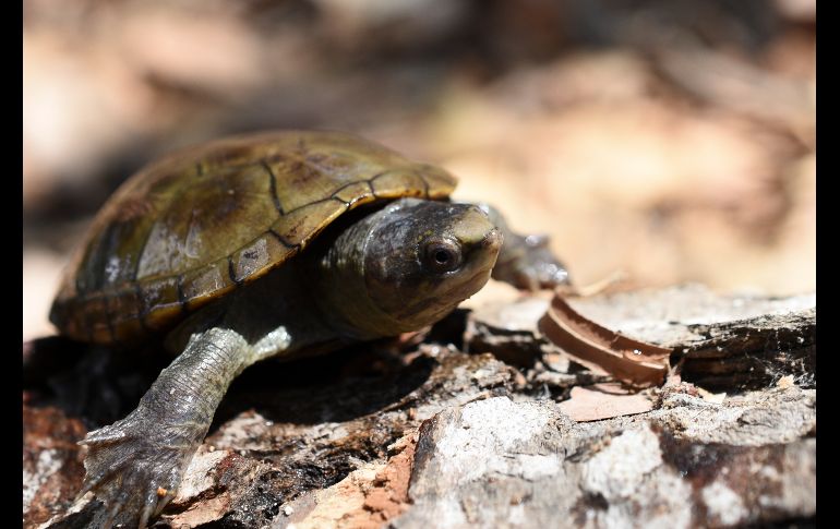 Investigadores mexicanos anunciaron el descubrimiento de “Casquito de Vallarta”, una especie de tortuga del género Kinosternon, de la que existen 12 especies y sólo dos habitan las tierras bajas de la región Pacífico Central Mexicano.
