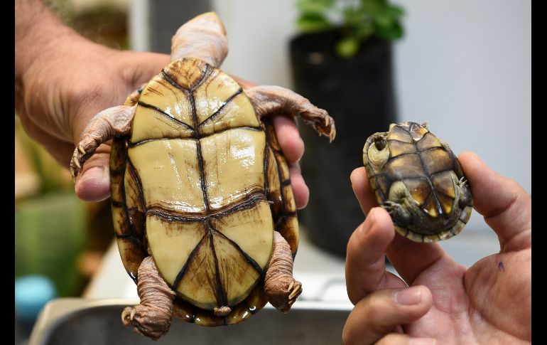 Forma parte de una especie micro-endémica, única en el mundo y una de las más amenazadas por el crecimiento urbano en Puerto Vallarta, donde fue localizada.