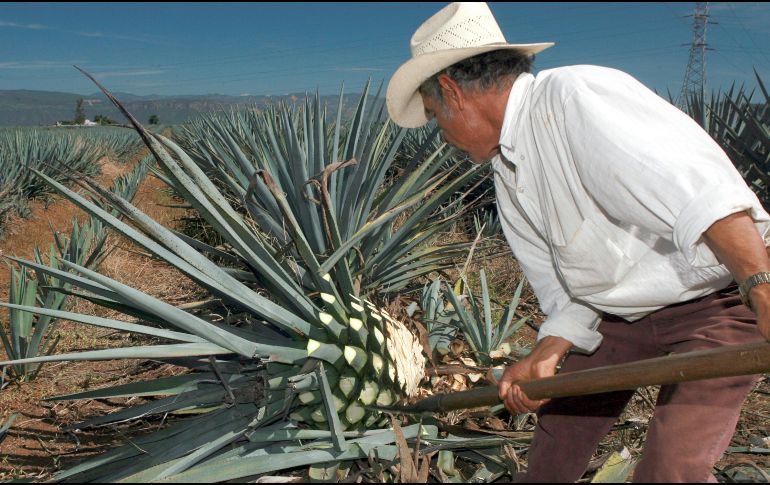 Para atraer visitantes nacionales se apostaría por una estrategia de turismo de negocios, espectáculos y arte, aprovechando la infraestructura en la Zona Metropolitana de Guadalajara. EL INFORMADOR/ ARCHIVO
