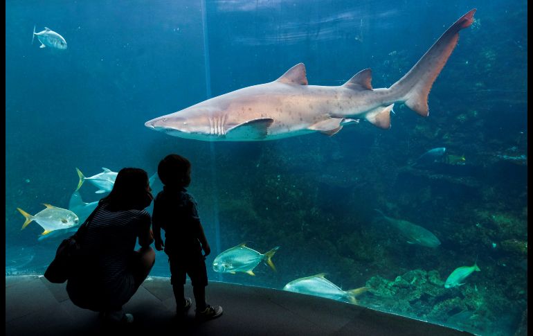 Hugo y su madre observan un tiburón en uno de los acuarios del Centro Nacional de la Mar Nausicaa en Boulogne-sur-Mer, Francia. Las instalaciones reabrieron sus puertas el 19 de mayo con una ampliación para convertirse en el mayor acuario de Europa. EFE/O. Hoslet