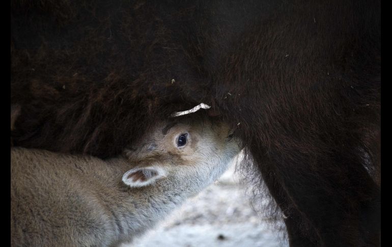 Una cría de bisonte americano, de dos días de nacida, se para junto a su madre en el zoológico de Belgrado, Serbia. AFP/V. Zivojinovic