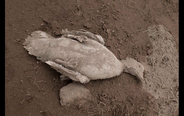 Los restos de un pato que fue alcanzado por material volcánico.