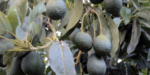 Aguacateros mexicanos voltean hacia Australia y Nueva Zelanda