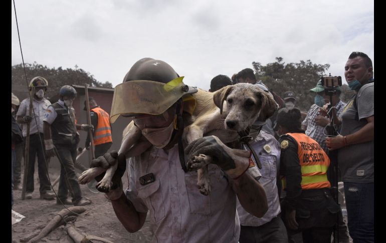 Un perro es rescatado en San Miguel Los Lotes, departamento de Escuintla.