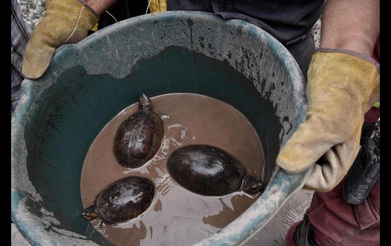 Un bombero lleva tres tortugas halladas en la zona afectada.