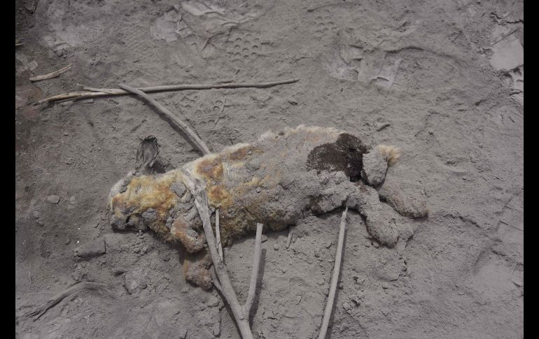 Un conejo muerto en la región de Escuintla. El Congreso guatemalteco aprobó un decreto presidencial para declarar el estado de calamidad pública en los departamentos de Escuintla, Sacatepéquez y Chimaltenango. AFP/J. Ordonez