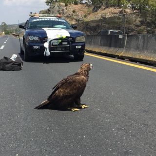 Rescatan Águila Real en carretera Guadalajara –Tepic
