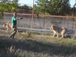 Hombre detiene pelea de leones a "chanclazos"