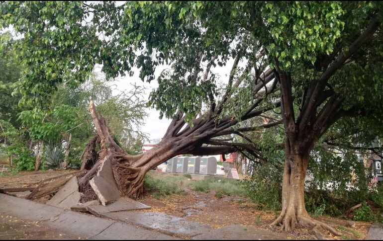 Árbol caído en la Avenida Lomas del Paraíso. TWITTER / @omar_flores89