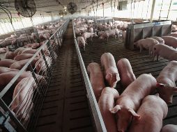 Tres de los cinco estados de EU que más exportan paletas de cerdo son gobernados por el Partido Republicano. AFP/S. Olson