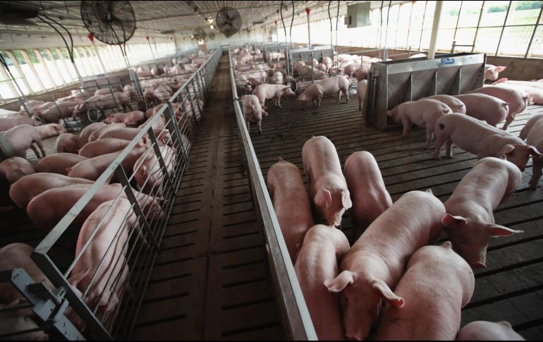 Tres de los cinco estados de EU que más exportan paletas de cerdo son gobernados por el Partido Republicano. AFP/S. Olson