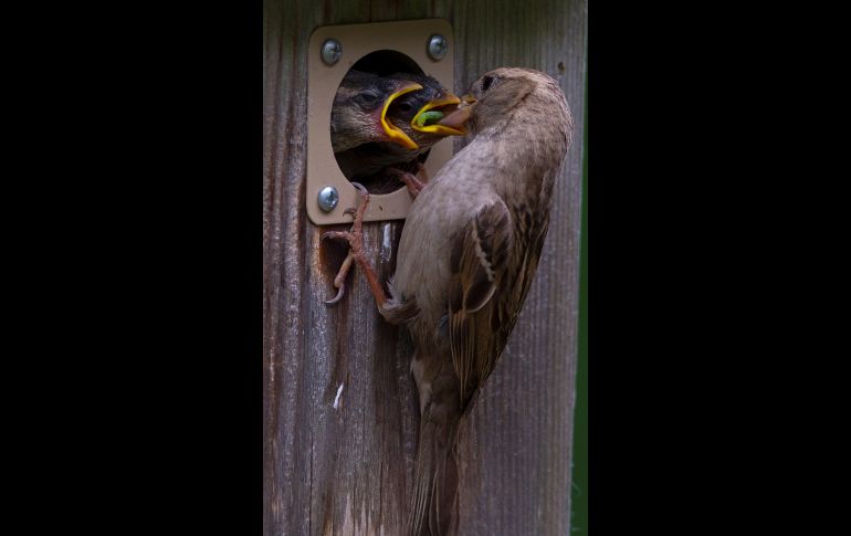 Un gorrión hembra, Passer domesticus, alimenta a su cría en una casa de aves en Stonington, Connecticut, Estados Unidos. El gorrión se alimenta principalmente de semillas de cereales y malas hierbas, pero es un comedor oportunista y comúnmente come insectos. EFE/CJ Gunther