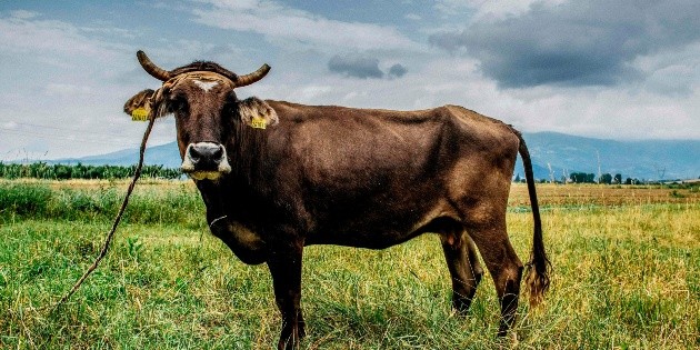 Vaca "migrante" se salva de la muerte por cruce ilegal