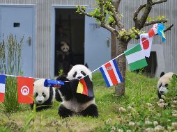Con estas actividades, la asociación desea promover los lazos entre pandas y humanos en todo el planeta. AFP / Wenchuan