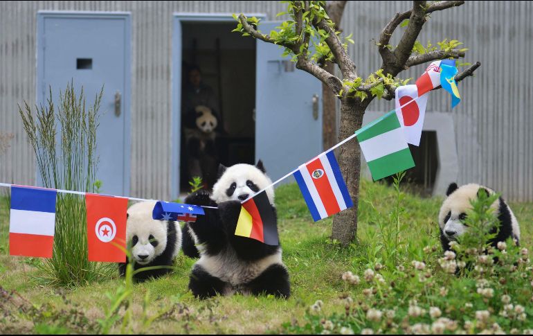 Con estas actividades, la asociación desea promover los lazos entre pandas y humanos en todo el planeta. AFP / Wenchuan