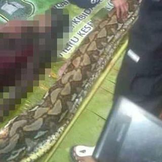 Encuentran a una mujer en el interior de una pitón, en Indonesia