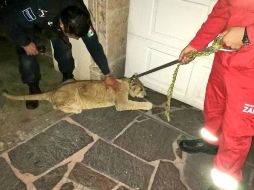 Autoridades arriban al punto asegurando al ejemplar y entregándolo a su dueño particular. TWITTER/ @UMPCyBZ