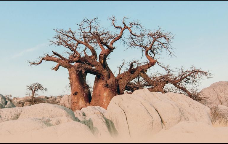 El árbol de baobab africano es la planta viva más antigua. ESPECIAL / Pixabay