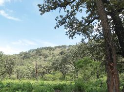 Del 30 de marzo de 2017 al 6 de junio de 2018, se ha liberado o reubicado a mil 053 ejemplares de vida silvestre. ARCHIVO / EL INFORMADOR