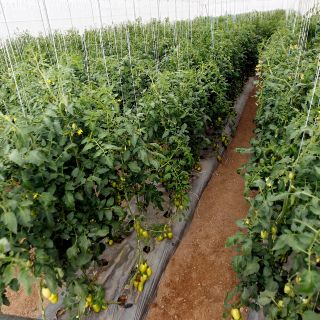 Crean invernadero inteligente para optimizar producción de jitomate