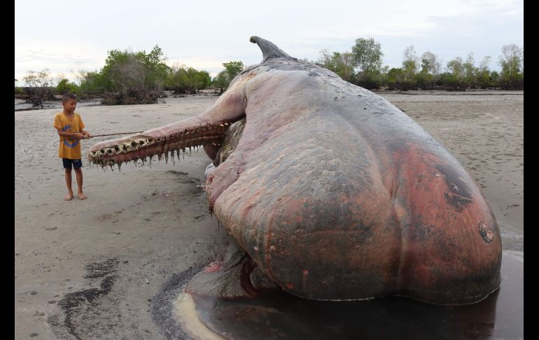 Una ballena en descomposición, de unas 10 toneladas, yace en una playa en Nurussalam, Indonesia. AFP/Maulana