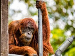 El animal, de sexo femenino y de nombre Puan, fue sometido a una eutanasia debido a sus problemas de salud. AFP/A. Absury