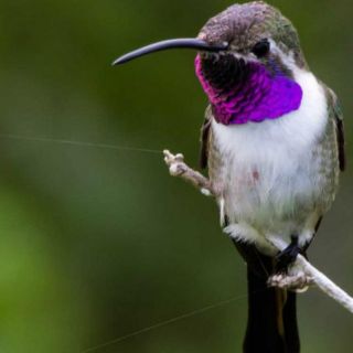 Colibrí cola hendida pierde su hábitat por mancha urbana