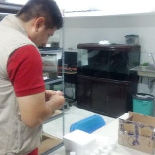 Aseguran 12 tarántulas enviadas por mensajería en Guadalajara