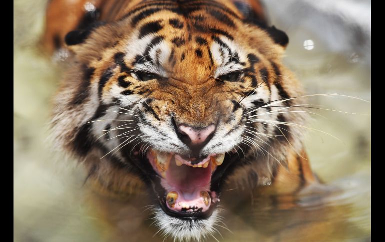 Un tigre de Bengala reacciona al entrar a un estanque en el jardín zoológico Alipore, durante un día caluroso en Calcuta, India. El animal llegó al recinto tras ser herido y ha perdido algunos de sus dientes con la edad. AFP/D. Sarkar