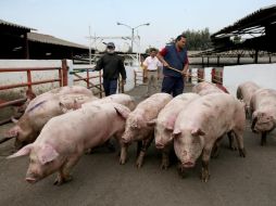 Los mexicanos consumen 2.11 millones de toneladas anuales de carne de cerdo. EL INFORMADOR / ARCHIVO