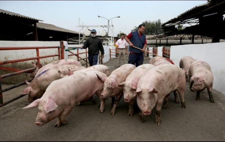 Los mexicanos consumen 2.11 millones de toneladas anuales de carne de cerdo. EL INFORMADOR / ARCHIVO