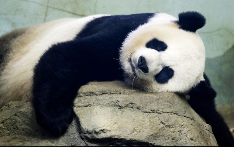 El animal será enviado al Centro de Conservación e Investigación para Osos Panda Gigantes. AP/ARCHIVO