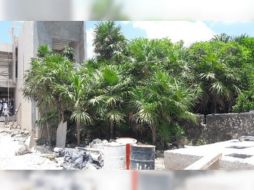 Se trata de casi siete mil metros cuadrados ubicados en cinco predios, donde se constataron evidencias de montículos con desechos de cortes de troncos. ESPECIAL/ Profepa