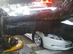 En la cuenta del 911 se reportaron la caída de al menos 20 árboles en la Zona Metropolitana de Guadalajara. ESPECIAL/ BOMBEROS DE Zapopan