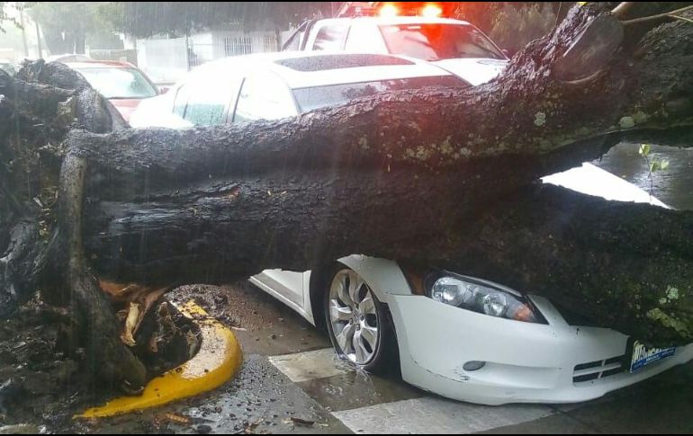 En la cuenta del 911 se reportaron la caída de al menos 20 árboles en la Zona Metropolitana de Guadalajara. ESPECIAL/ BOMBEROS DE Zapopan