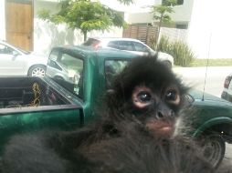 El animal fue entregado a personal del zoológico Villa Fantasía. ESPECIAL/ Bomberos de Zapopan