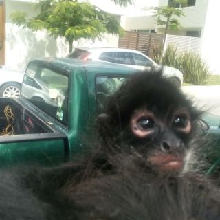 Capturan mono araña en Fraccionamiento Solares en Zapopan