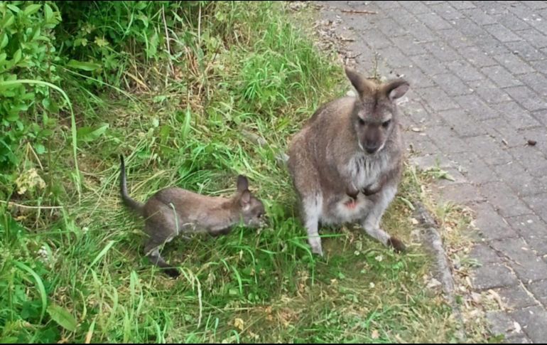 El incidente se produjo anoche cerca de la localidad de Zellhof, luego de que un conductor casi chocara con el marsupial. EFE/ARCHIVO