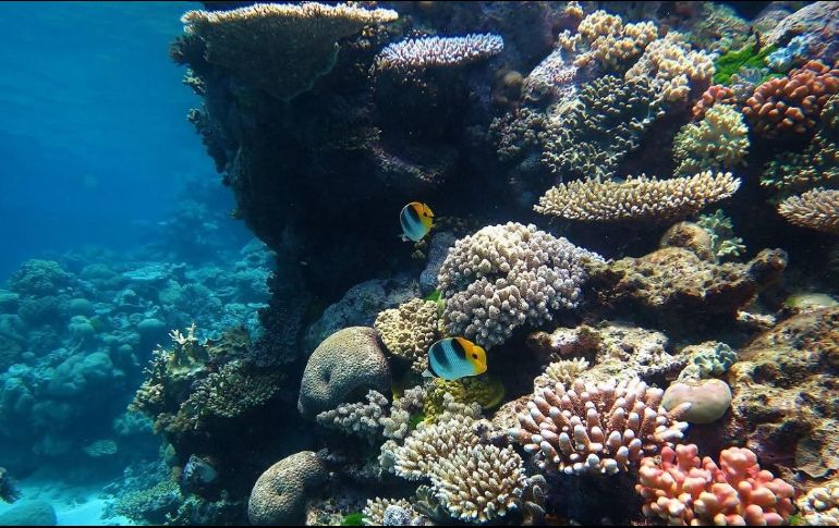 La deforestación acelera el corrimiento de sedimentos y nutrientes en las aguas de la Gran Barrera de Coral, lo que puede provocar que se bloquee la luz que necesitan los corales para crecer. ESPECIAL
