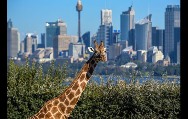 Una jirafa se ve el zoológico Taronga en Sídney, Australia, con el puerto de fondo. Las jirafas del zoológico serán reacomodadas temporalmente durante obras de remodelación de su recinto. EFE/B. Esposito