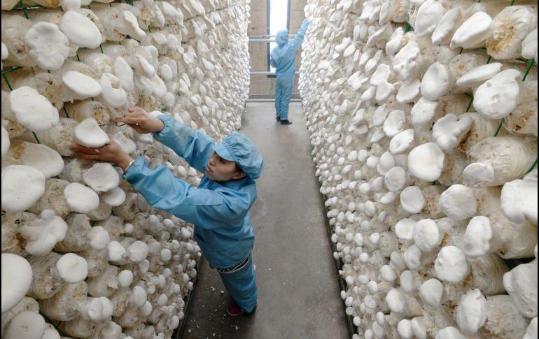 Granjeros inspeccionan champiñones gigantes en Handan, China. AFP