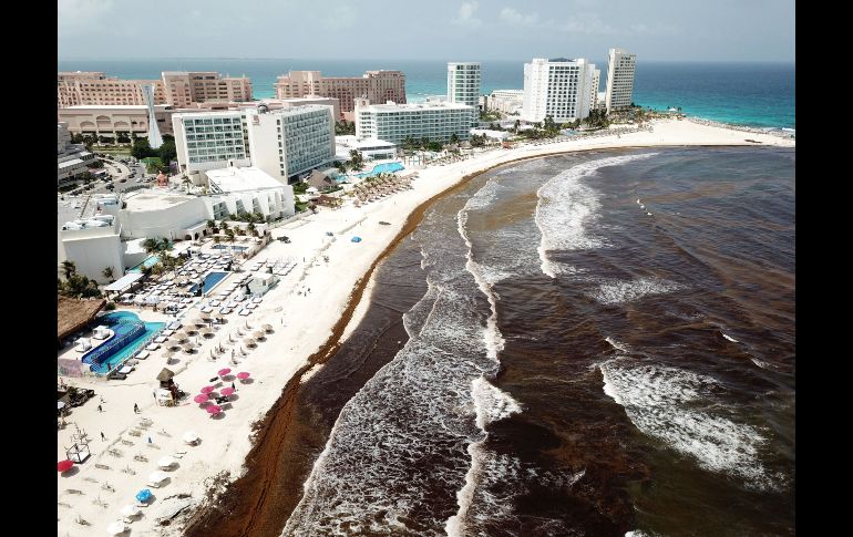 El arribo a las playas de forma masiva se da debido al aumento de nutrientes en el mar y cambio climático. EFE/A. Cupul