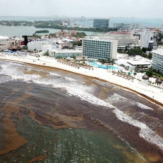 Combaten invasión de algas en playas de Quintana Roo