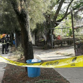 Ataque de abejas en Zapopan deja cuatro lesionados; uno grave